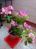 多色重瓣三角梅盆栽花苗耐寒老樁爬藤植物陽(yáng)臺庭院室內外好養花卉植物當年開(kāi)花三角梅樹(shù)苗 精品多色 三年苗 曬單實(shí)拍圖