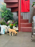 咯咪日本柴犬幼犬純種寵物狗狗活體短毛犬赤柴犬豆柴雙血統(tǒng)微笑犬狗子 寵物級 母 曬單實拍圖