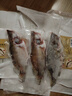 仙泉湖三去桂花魚(yú)1斤單條凈膛鱖魚(yú)冷凍季花魚(yú)鰲花生鮮中秋食材海鮮水產(chǎn) 曬單實(shí)拍圖