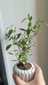 八芽小葉梔子花盆栽開(kāi)花植物室內桌面茶幾好養花卉綠植辦公室凈化空氣 小葉梔子花-陶瓷豎紋盆 帶盆栽好 曬單實(shí)拍圖