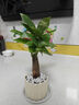 京云夢(mèng)【買(mǎi)5送1】發(fā)財樹(shù)小盆栽花卉辦公室開(kāi)綠植北歐ins風(fēng)蛋糕源頭直發(fā) 曬單實(shí)拍圖