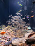 京霽魚(yú)缸背景貼紙pvc缸外裝飾造景水族箱純黑色背景壁紙玻璃裝飾貼膜 靜電黑磨砂/寬30cm*長(cháng)1米（適合缸外用） 曬單實(shí)拍圖