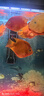 森森（SUNSUN）龍魚(yú)缸加熱棒自動(dòng)恒溫變頻省電加溫棒水族箱加溫器 急速加熱【1000W變頻省電】推薦500-700L水 曬單實(shí)拍圖
