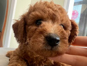 伊寵泰迪幼犬純種活體寵物狗狗活物幼崽貴賓犬小型犬 寵物級 公 曬單實(shí)拍圖