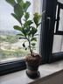 香水檸檬樹(shù)苗水果盆栽可食用驅蚊濃香好養陽(yáng)臺四季花卉室內綠植物 香水檸檬樹(shù)+加侖盆 （全國可種） 曬單實(shí)拍圖