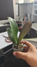 蝴蝶蘭蘭花花花苗花劍盆栽客廳室內(nèi)植物陽臺大苗花卉四季開花綠植 青蘋果【當年開花】1顆+肥料 曬單實拍圖