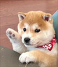 時(shí)染柴犬 柴犬幼犬純種狗寵物狗 純種柴犬 幼寵物活體活物 血統級 母 曬單實(shí)拍圖