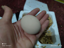 京喜加 鮮雞蛋 土雞蛋  五谷喂養(yǎng) 山林自養(yǎng)雞蛋溏心蛋早餐京東包郵40g 4枚40g左右 曬單實拍圖