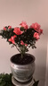 花翁杜鵑花盆栽花卉四季開(kāi)綠植源頭直發(fā)特大號粉色（仿木桶盆）帶花苞 曬單實(shí)拍圖