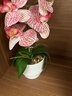 生喜朗蝴蝶蘭假花盆栽仿真花盆景客廳干花桌面辦公室裝飾小擺件節日禮物 曬單實(shí)拍圖