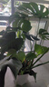 植男植女老樁龜背竹大盆栽客廳室內(nèi)大型植物真綠植辦公室新房好養(yǎng)源頭直發(fā) 曬單實(shí)拍圖