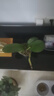 蝴蝶蘭盆栽帶花劍四季開(kāi)花客廳室內蘭花大苗桌面無(wú)花苞花好養易活 【主圖款】---【包開(kāi)花】送營(yíng)養液2包 帶2支花劍 曬單實(shí)拍圖