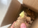 京鮮生云南羅平小黃姜 凈重5斤 新鮮蔬菜 鮮姜 老姜 生姜 包郵  曬單實(shí)拍圖