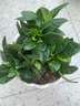 小盆梔子花盆栽四季開花部分帶花苞室內(nèi)綠蘿水培花卉綠植物 低配款：15-20cm【2株】當(dāng)年少量開花 濃香型梔子花【帶花苞】10天開花 曬單實(shí)拍圖