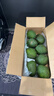 正宗進(jìn)口秘魯哈斯牛油果孕婦水果寶寶輔食進(jìn)口鱷梨整箱批發(fā)價(jià) 8個(gè)裝 單果重190-210克 曬單實(shí)拍圖