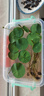 京云夢(mèng) 發(fā)財(cái)樹(shù)盆栽送禮室內(nèi)綠植小盆景花卉三桿發(fā)財(cái)樹(shù)+舍得盆源頭直發(fā) 曬單實(shí)拍圖
