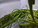喬誠蘇北農家露天時(shí)令新鮮蔬菜長(cháng)缸豆長(cháng)豆角四季豆蕓姜豆泡菜原料批發(fā) 5斤 曬單實(shí)拍圖