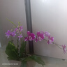 歐芽  蝴蝶蘭盆栽帶花劍蘭花大苗客廳室內植物耐寒花卉好養活 雙梗帶花【紫水晶+育苗盆】 曬單實(shí)拍圖