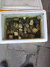 100只大甲魚苗活體批發(fā)外塘養(yǎng)殖苗中華鱉水魚團魚王八苗鱉苗 100只甲魚苗運損包賠 10g 曬單實拍圖