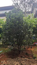 鼎曳桂花樹(shù)大樹(shù)高桿原生金桂丹桂樹(shù)苗盆栽地栽四季桂庭院別墅耐寒植物 原生四季金桂【黃色】 別墅推薦10公分粗【2-2.4米高】 曬單實(shí)拍圖