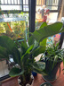 植男植女天堂鳥盆栽客廳室內(nèi)好養(yǎng)大型落地真綠植辦公室植物鶴望蘭源頭直發(fā) 曬單實(shí)拍圖