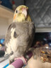 開(kāi)元玄鳳鸚鵡主糧全價(jià)專(zhuān)用鳥(niǎo)糧食飼料營(yíng)養小鳥(niǎo)食堅果雞食桶裝650g 曬單實(shí)拍圖