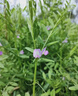 進(jìn)口毛苕子種子果園綠肥種子光葉紫花苕養(yǎng)蜂蜜源養(yǎng)豬牛羊牧草種子 毛葉苕子新種【果園綠肥】包出芽 10斤裝【春秋播種】 曬單實(shí)拍圖
