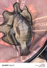 川澤超輕蘆葦浮漂加粗醒目羅非漂高靈敏輕口鯽魚(yú)漂抗風(fēng)浪黑坑競技浮標 FT-09湖庫深水(3目加粗)3.1-4.8g 1號 高靈敏自重輕 曬單實(shí)拍圖