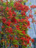 正宗鳳凰木樹(shù)苗開(kāi)紅花櫻樹(shù)苗藍花櫻大樹(shù)別墅庭院綠化盆栽地栽植物 紅花鳳凰木 5年苗【推薦種植 樹(shù)形優(yōu)美】送肥料 曬單實(shí)拍圖