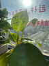 嬌韻詩(shī)緊致彈簧霜50ml全膚質(zhì)面霜維穩(wěn)淡紋促活膠原蛋白護(hù)膚品送女友禮物 曬單實(shí)拍圖