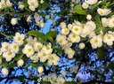 拉比【商場(chǎng)同款】?jī)和c(diǎn)連衣裙燈芯絨女童加厚保暖可愛(ài)公主裙 特殊色 120 cm 曬單實(shí)拍圖