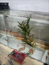 黃金泥鰍魚苗活體淡水養(yǎng)殖冷水清道夫小金龍魚缸清潔工具魚招財(cái)魚新練手活魚觀賞魚 黃金泥鰍苗7-9厘米10條（包活到家） 曬單實(shí)拍圖