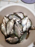 鉤尖江湖五谷豐登年年有魚餌料夏季野釣通殺鯽魚鯉魚谷物香魚餌 【新品】奶油香鯽 曬單實拍圖