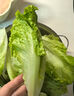 飚牌水培蔬菜營(yíng)養(yǎng)液紅番薯專(zhuān)用空中花園無(wú)土栽培荔枝文竹通用肥料 一瓶裝【快速發(fā)芽】 曬單實(shí)拍圖