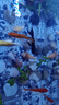 金魚(yú)活體觀(guān)賞魚(yú)錦鯉草金魚(yú)冷水魚(yú)黑金錦鯉黃金錦鯉白金錦鯉小型魚(yú) 6-8cm黑+白+黃+紅【共4條】 曬單實(shí)拍圖