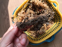 史丹利特級干水苔蝴蝶蘭專(zhuān)用營(yíng)養土蘭花文心蘭干苔蘚爬寵烏龜墊材 曬單實(shí)拍圖