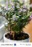 嘆為觀(guān)止綠蘿盆栽梔子花卉財樹(shù)大號白紅掌文竹常春藤凈化空氣常春藤萬(wàn)年青 大號精品綠蘿【加侖盆】 含盆 曬單實(shí)拍圖
