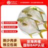 環(huán)球水產(chǎn) 南海金鯧魚(yú)凈重2斤/2條 生鮮魚(yú)類(lèi) 深海魚(yú) 海鮮 中秋家庭聚餐 曬單實(shí)拍圖