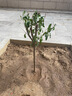 石榴樹(shù)樹(shù)苗突尼斯軟籽石榴苗盆栽庭院果樹(shù)特大帶土無(wú)籽甜石榴樹(shù)苗 6年苗帶土帶分枝（當年結果 備注品種） 81cm(含)-110cm(含) 曬單實(shí)拍圖