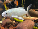 臺灣純種普身蝴蝶鯉觀(guān)賞魚(yú)冷水魚(yú)大鰭大尾冷水魚(yú)好養耐活包郵包活 貴妃黑白黃紅5-8公分各1條 曬單實(shí)拍圖