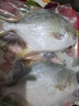 環(huán)球水產(chǎn) 南海金鯧魚(yú)700g 2條 BAP認證深海魚(yú) 冷凍 魚(yú)類(lèi)海鮮 中秋家庭聚餐 曬單實(shí)拍圖