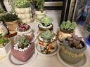 燦陽(yáng)多肉植物肉肉小新手套餐組合帶土幼兒園大顆老樁多肉植物室內盆栽 50顆肉肉不重復 不含盆 曬單實(shí)拍圖