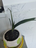 特價(jià)大盆君子蘭盆栽名貴國(guó)寶級(jí)花卉苗綠植物圓頭和尚室內(nèi)四季好養(yǎng) 01：【特惠款】5-8片葉子+帶土 送肥料【不含盆】 曬單實(shí)拍圖
