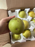 京覓 碭山青皮蜜梨 單果250g起 凈重4.5斤起 生鮮水果 源頭直發(fā) 曬單實(shí)拍圖
