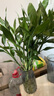 【富貴竹】水培節(jié)節(jié)高室內(nèi)綠植客廳招財(cái)植物鮮花卉好養(yǎng)常綠七夕 綠色水培富貴竹60cm5枝 曬單實(shí)拍圖