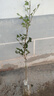 靈山冰荔仙進(jìn)奉糯米糍妃子笑無(wú)核荔枝樹(shù)苗水果樹(shù)南方種植桂味大苗 無(wú)核荔枝兩年苗（帶土帶葉) 70cm(含)-79cm(含) 曬單實(shí)拍圖