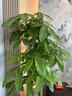 臨雅[同城配送]開(kāi)業(yè)送禮步步高發(fā)財樹(shù)天堂鳥(niǎo)盆栽室內高端大型綠植花卉 步步高發(fā)財樹(shù)1棵1.6-1.8米【盆隨機】 曬單實(shí)拍圖