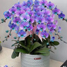 精品大花蝴蝶蘭花苗室內盆栽綠植花卉植物四季開(kāi)花大苗 ：藍蝶衣【花開(kāi)富貴】四季香 精選：精品大苗【30天開(kāi)大花】+ 曬單實(shí)拍圖