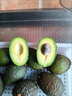 牛油果樹(shù)苗南北方庭院種植嫁接墨西哥哈斯牛油果苗樹(shù) 4年苗 曬單實(shí)拍圖