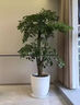 芙洛拉花園【兩小時達(dá)】發(fā)財樹綠蘿金錢樹散尾葵天堂鳥大型綠植室內(nèi)開業(yè)喬遷 三叉幸福樹 曬單實拍圖